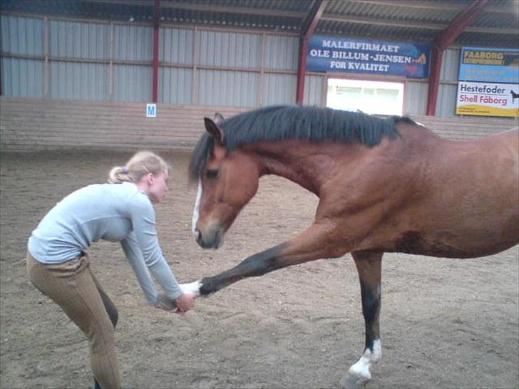 New Forest Oliver - Så strækker vi lige ud ;p billede 8