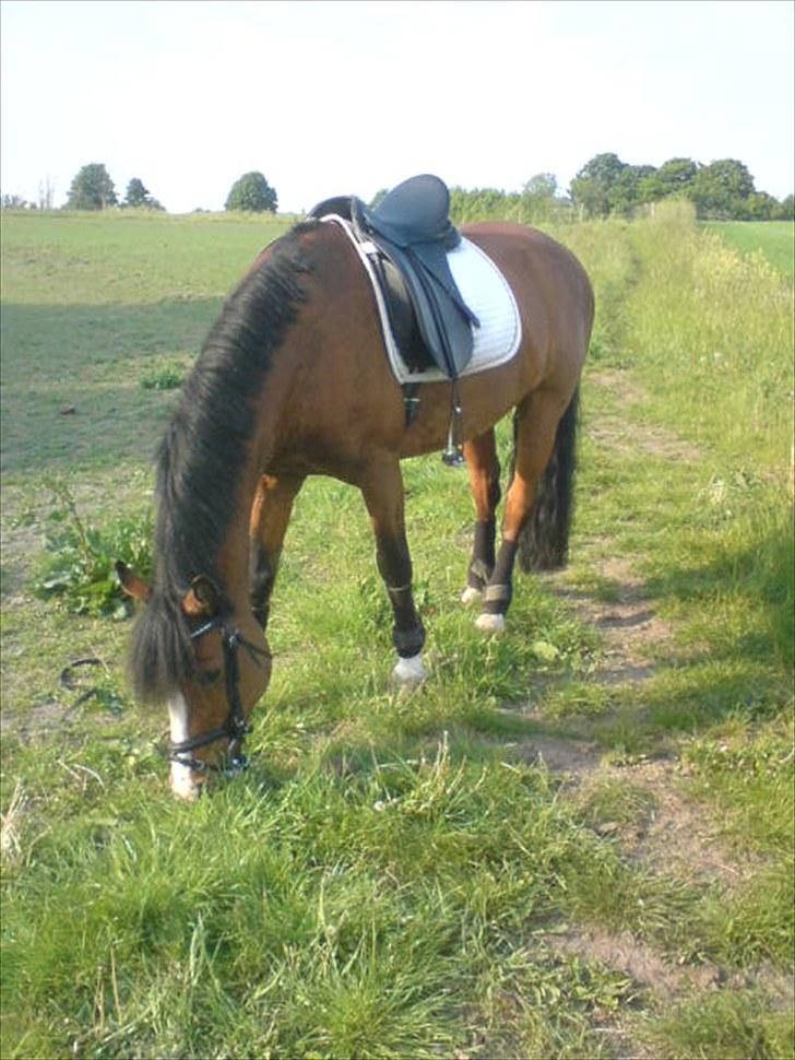 New Forest Oliver - Mmh græs :D billede 9