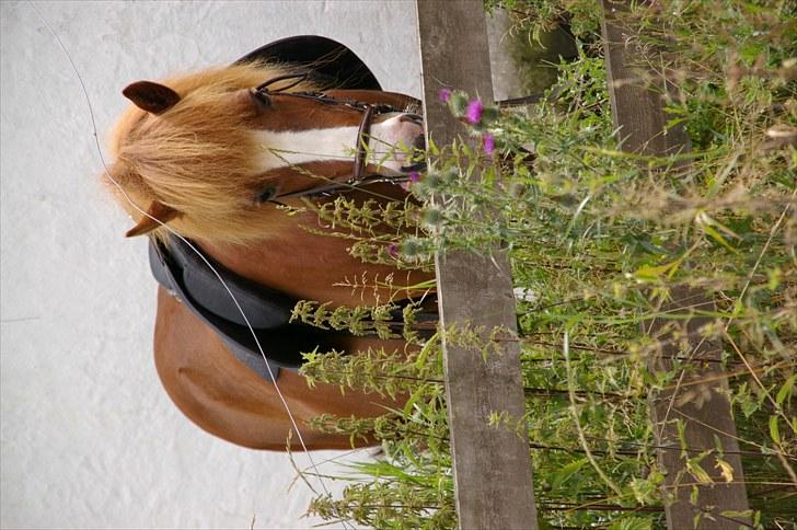 Islænder Glauma fra skygge <3 Himmelhest - glauma i sommer 2010 lige efter en ridetur billede 19