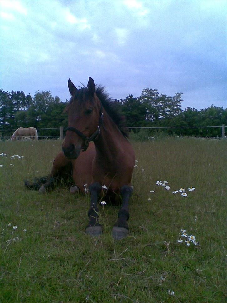 Anden særlig race Felix billede 7