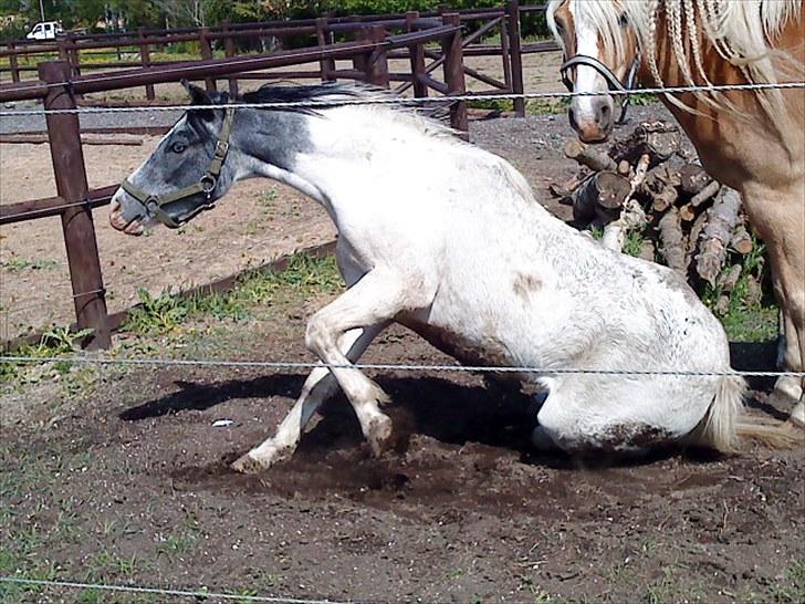 Anden særlig race White Smokey Cowboy - Det er et godt billede :D han rejser sig ^^ billede 1