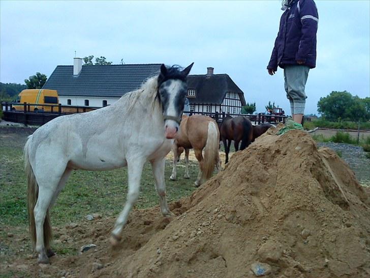 Anden særlig race White Smokey Cowboy - da de fik deres ´´sand kasse´´ xD og stod på den sammen med min lille søs :D  billede 2