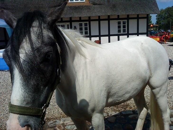 Anden særlig race White Smokey Cowboy - og endu et billede ^^ billede 3