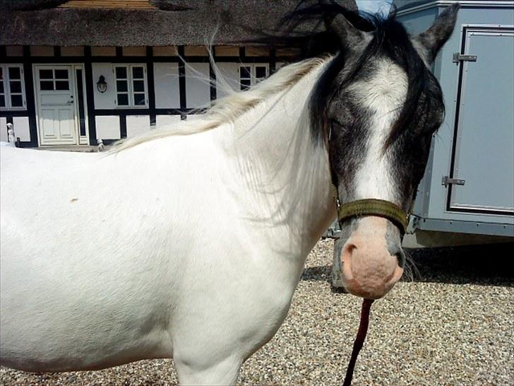Anden særlig race White Smokey Cowboy - er lige blevet færdig med at vaske ham :P billede 4