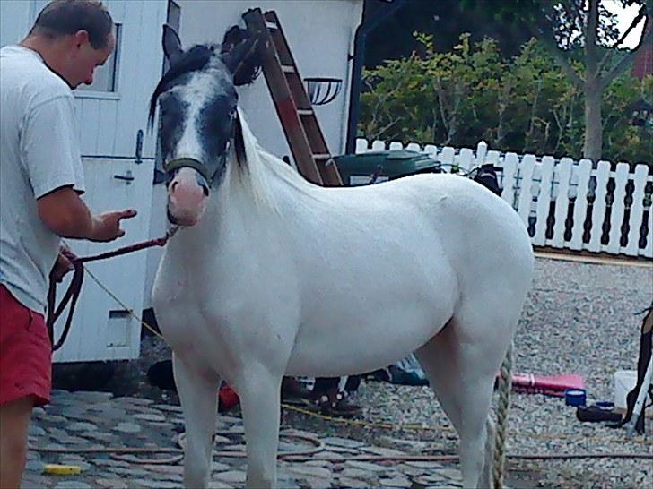 Anden særlig race White Smokey Cowboy - Bliver vasket til fynsmesterskabet :D billede 5