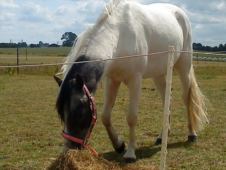 Anden særlig race White Smokey Cowboy - Til Fynsmesterskab 2009 :D  billede 6