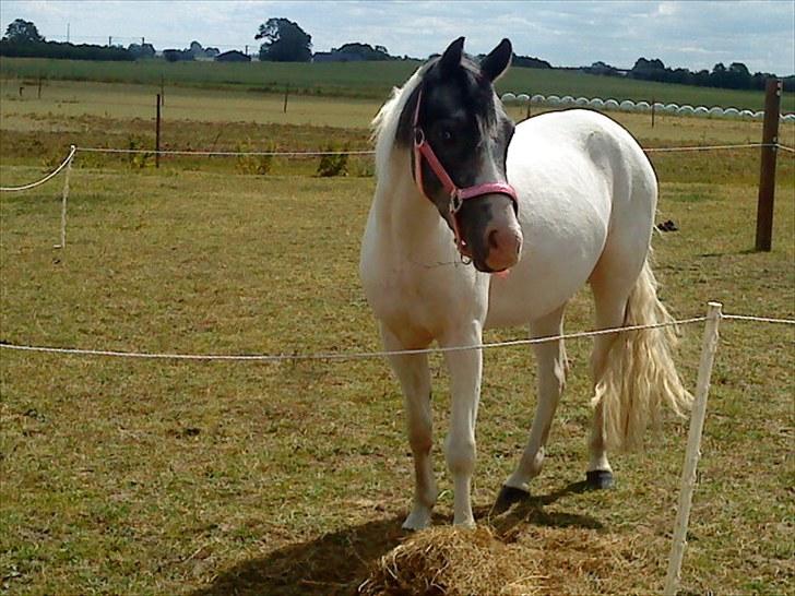 Anden særlig race White Smokey Cowboy - Til Fymsmesterskab 2009 :D  billede 7