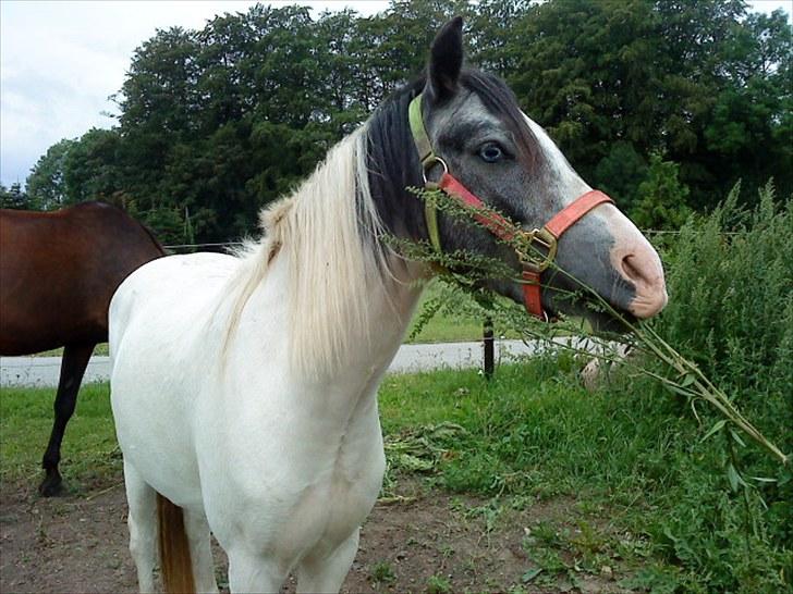 Anden særlig race White Smokey Cowboy - han stod og legede med planten og lavede flere sjove ting med den ^^ billede 8