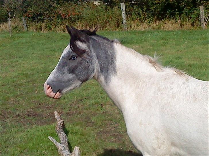 Anden særlig race White Smokey Cowboy - syntes bare det var et super godt billede af ham :D billede 9
