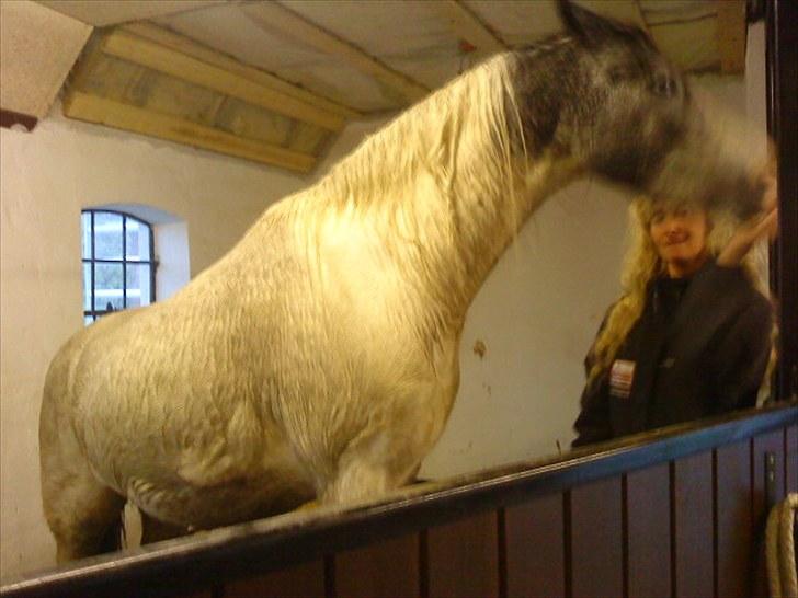 Anden særlig race White Smokey Cowboy - Jaah :D han har fundet ud af at vende sin Balje om om stå på den som et ´´ jeg er en stor hest nu!´´ :D  billede 10