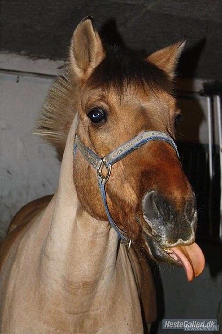 Anden særlig race | Alfons Åberg<3 *Part* - 4) Bassen har fået slik sten, November 2010. Foto: Rikke D. Sørensen billede 4