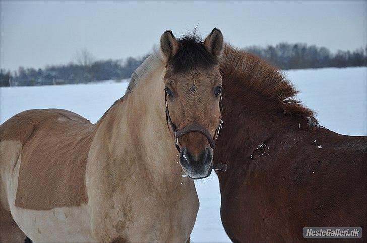 Anden særlig race | Alfons Åberg<3 *Part* - 5) Åberg nusser med sin kærester, December 2010. Foto: Nanna S. Lübbers billede 5