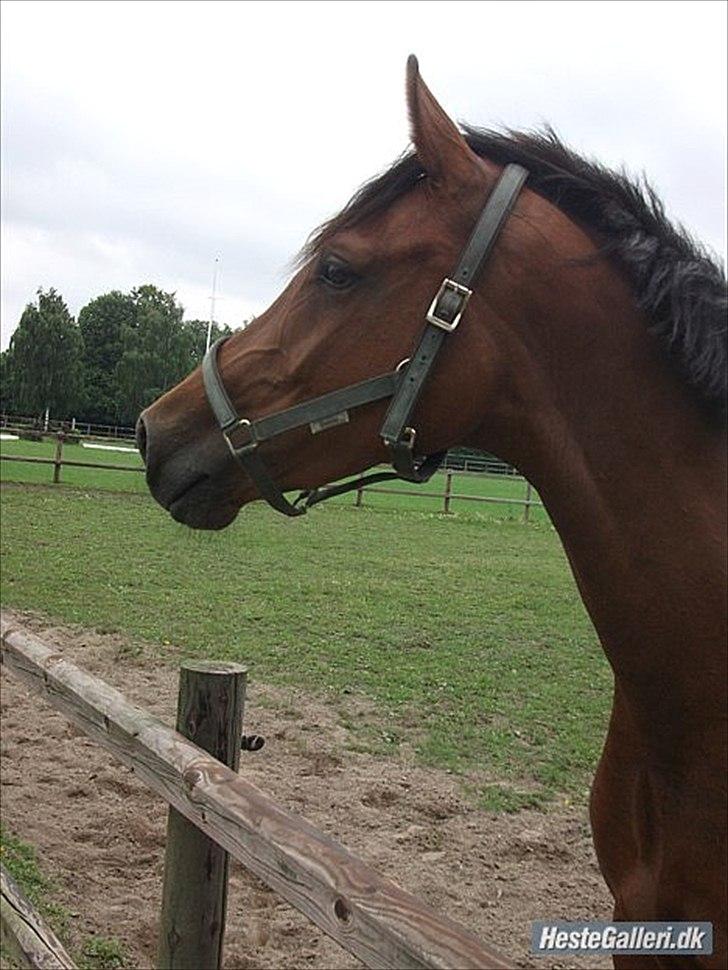 Hannoveraner Festina - Anden dag billede 1