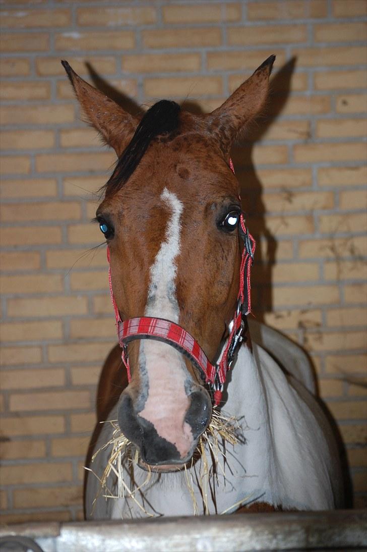 Hollandsk Sportspony Angel *Stjernen* billede 4