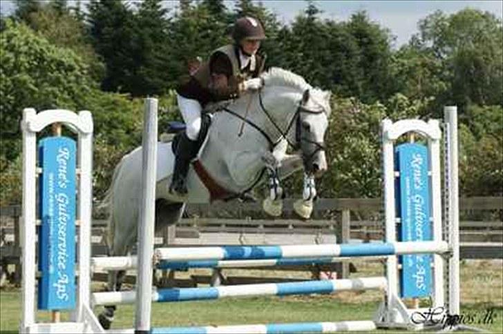 New Forest Firfod Firspring billede 13