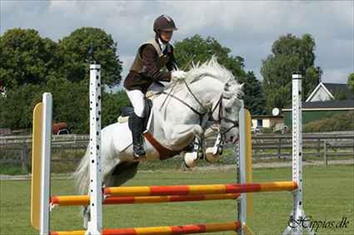 New Forest Firfod Firspring billede 14