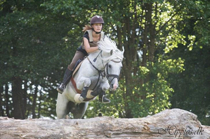 New Forest Firfod Firspring billede 15