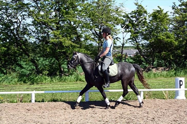 Welsh Pony (sec B) Challenger  billede 11