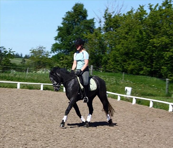 Welsh Pony (sec B) Challenger  billede 12