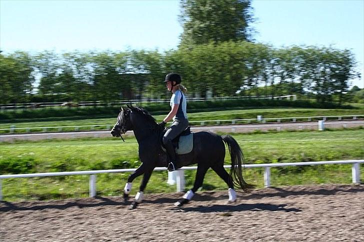 Welsh Pony (sec B) Challenger  billede 13