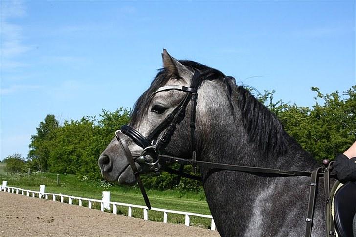 Welsh Pony (sec B) Challenger  billede 14