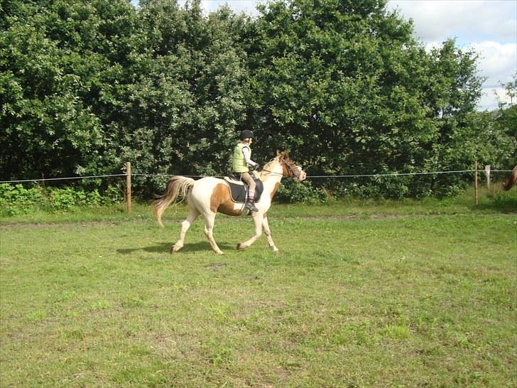 Anden særlig race Sunshine - og den bedste trav nogensinde billede 7