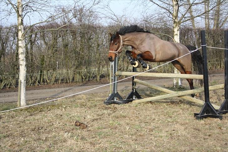 Dansk Varmblod Dragonens Lucky Match billede 2