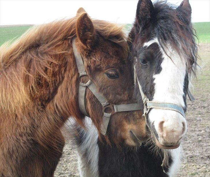 Irish Cob Crossbreed DK Bjørnholt Akahana <3 - # 1. Det smukke kærestepar <3 Taget den 3 april 2011 billede 9