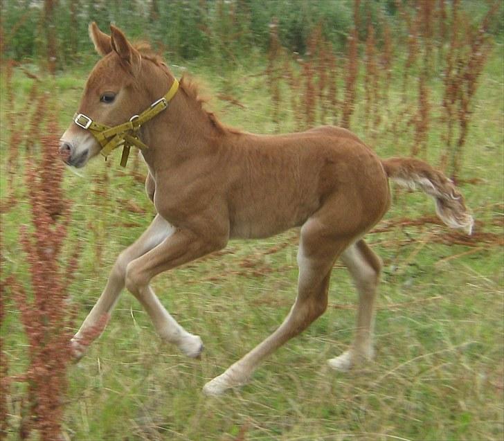 Irish Cob Crossbreed DK Bjørnholt Akahana <3 - # 6. Se mig lige :D Taget den 9 august 2010 billede 6