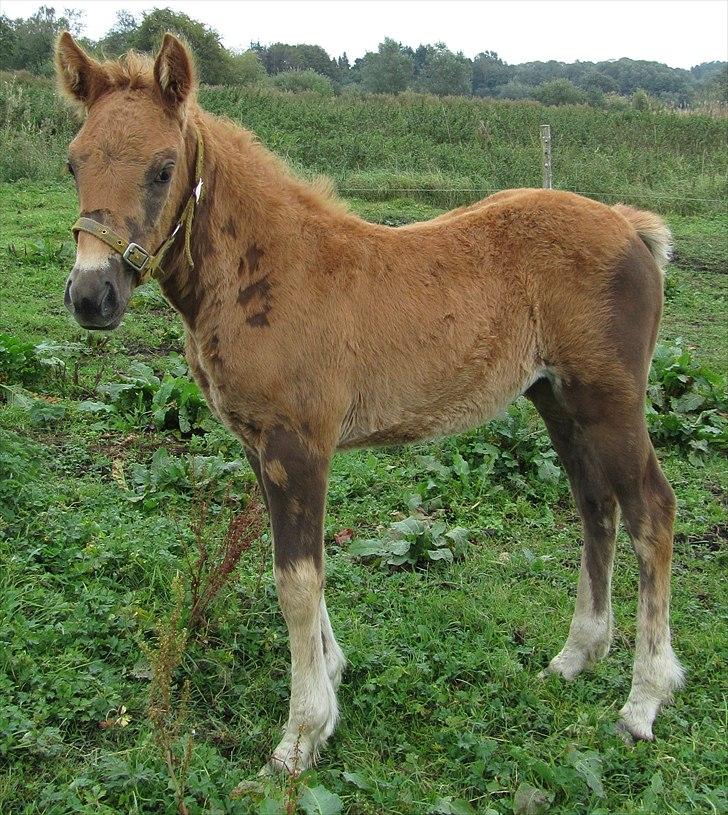 Irish Cob Crossbreed DK Bjørnholt Akahana <3 - # 7. Er jeg ik smuk.. Taget den 12 sep 2010 billede 7