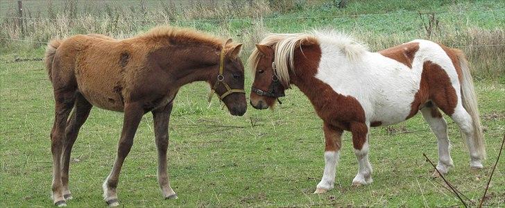 Irish Cob Crossbreed DK Bjørnholt Akahana <3 - # 8. Akahana hilser på Lille Børge. Taget den 6 okt 2010 billede 8