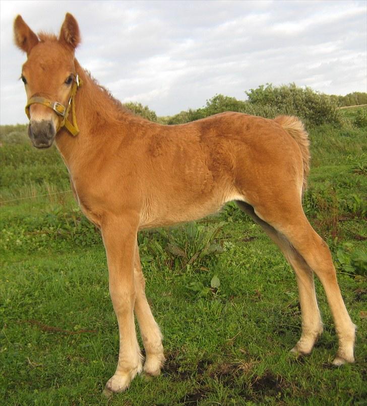 Irish Cob Crossbreed DK Bjørnholt Akahana <3 - # 11. Man ligner meget sin far og mor :D Taget den 25 august 2010 billede 11