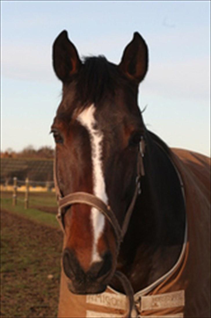 Dansk Varmblod Raket R.I.P hvil i fred.. billede 8