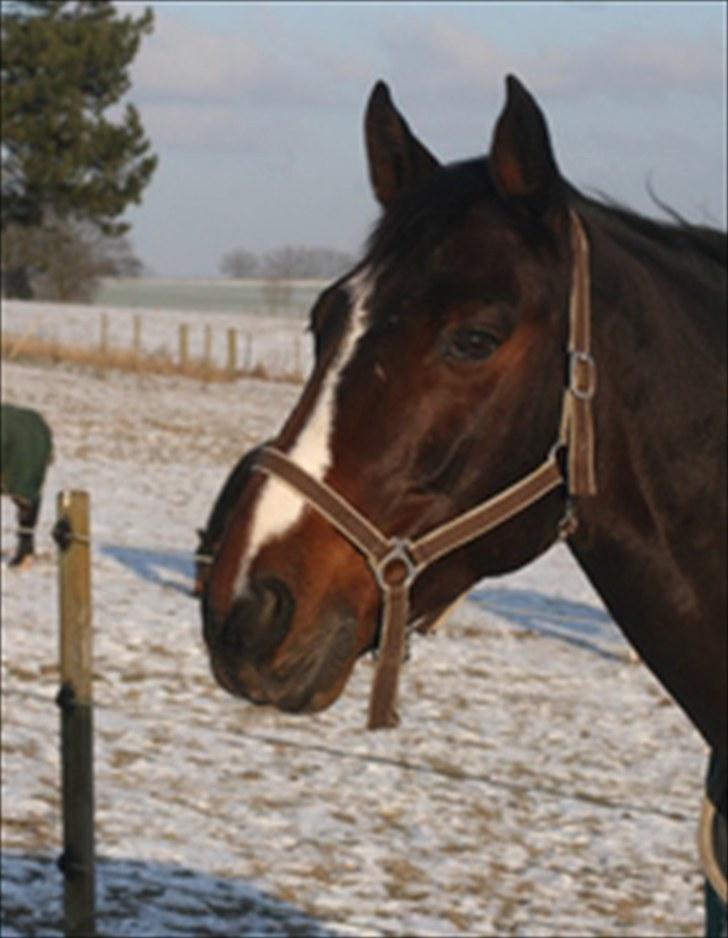 Dansk Varmblod Raket R.I.P hvil i fred.. billede 9