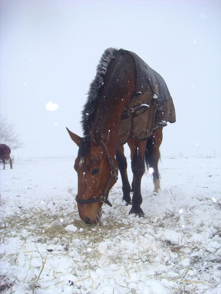 Holstener Felix - Felix i sneen december 2009 billede 3