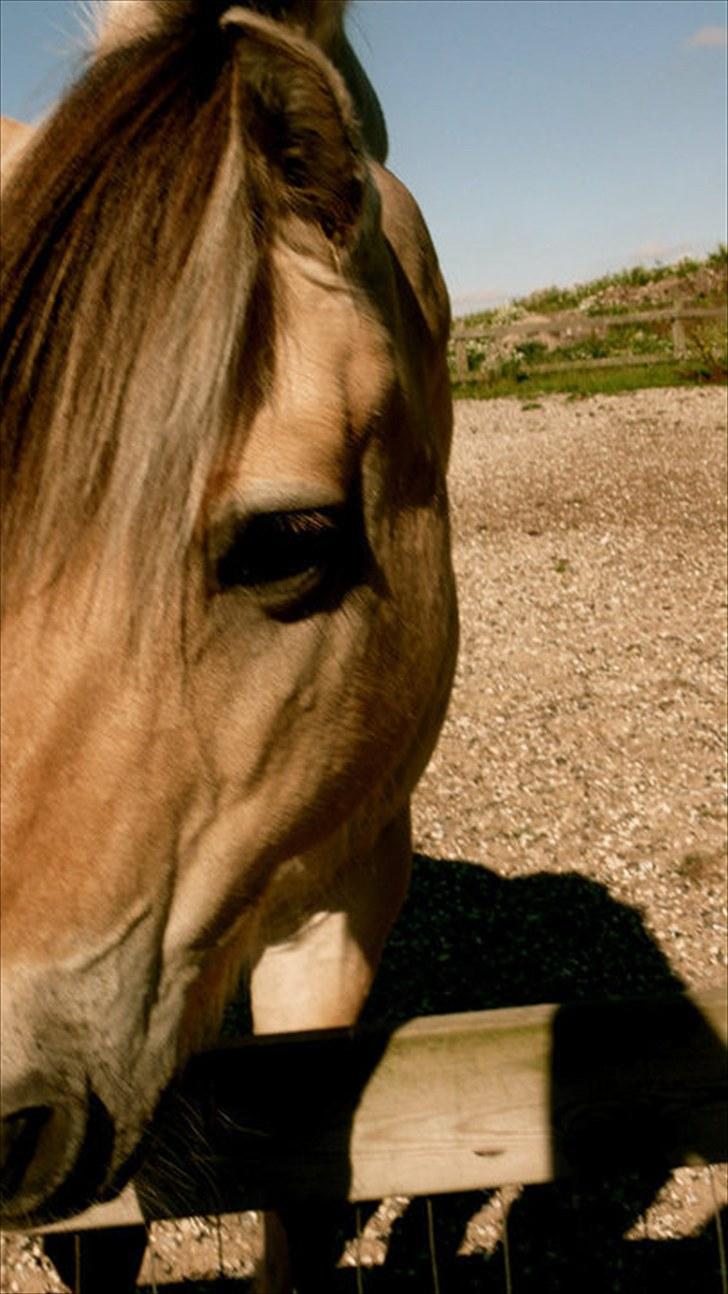 Fjordhest Lukas<3 (L' - smukke billede 20