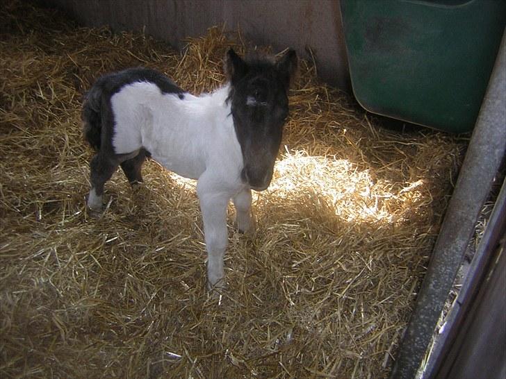 Shetlænder Silas  billede 6