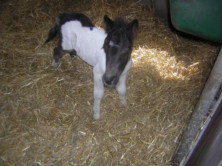 Shetlænder Silas  billede 7