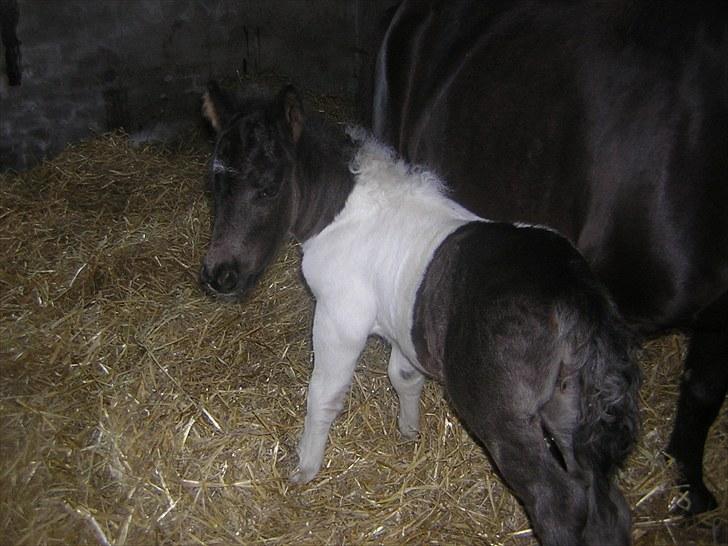 Shetlænder Silas  billede 8