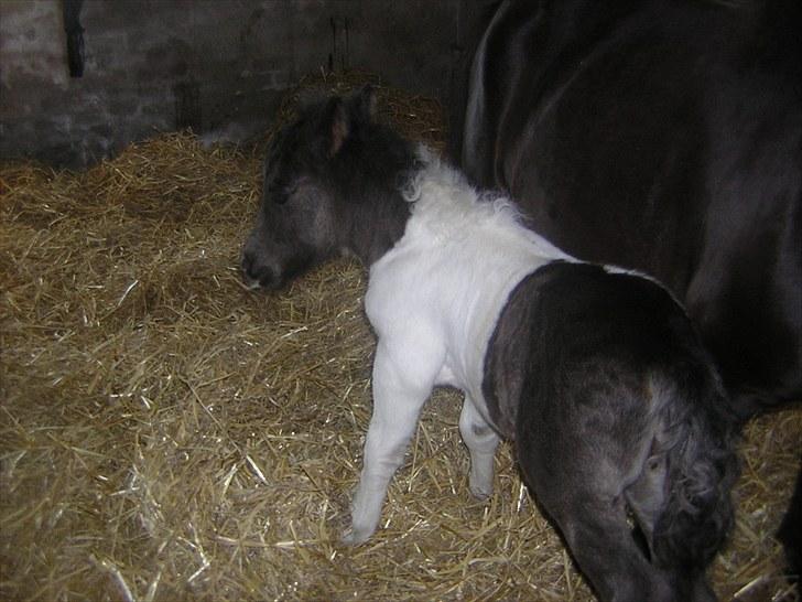 Shetlænder Silas  billede 9