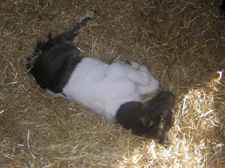 Shetlænder Silas  billede 10