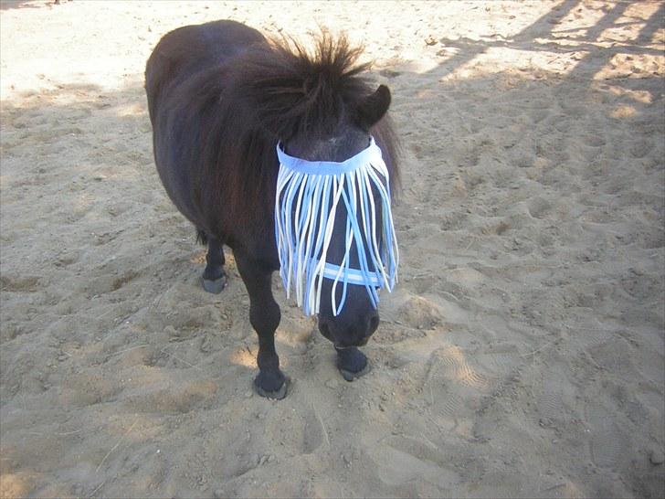 Shetlænder Fellin Af Nørvang billede 19