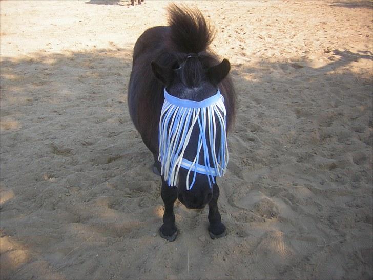 Shetlænder Fellin Af Nørvang billede 20