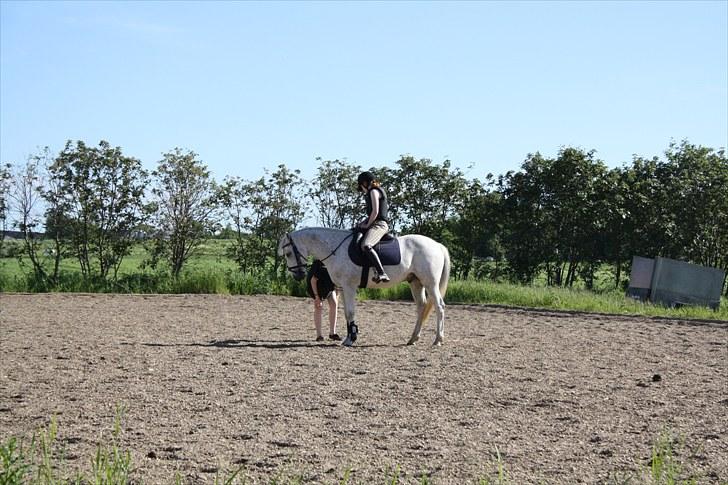 Anden særlig race Bob - Lige ved at få rettet bøjlerne! billede 4