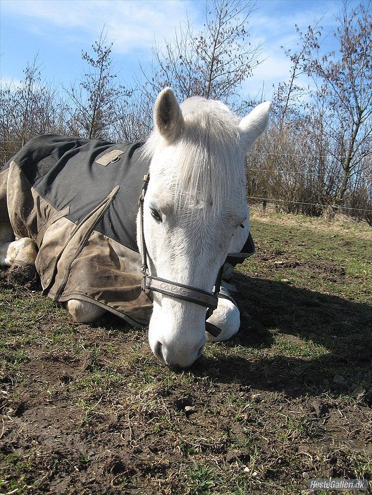 Anden særlig race Bob - Bassemanden sover! - Taget af søde Annika :-D billede 5