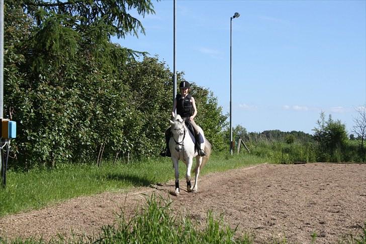 Anden særlig race Bob - I Love You! billede 6