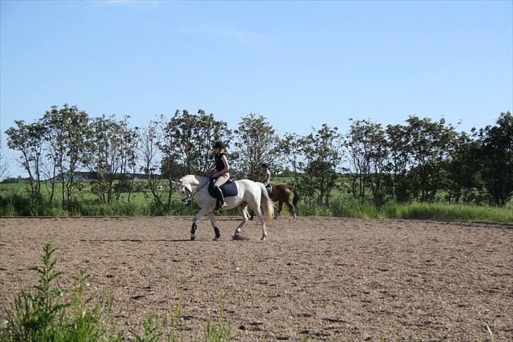 Anden særlig race Bob - Min lille Bobby!! billede 7