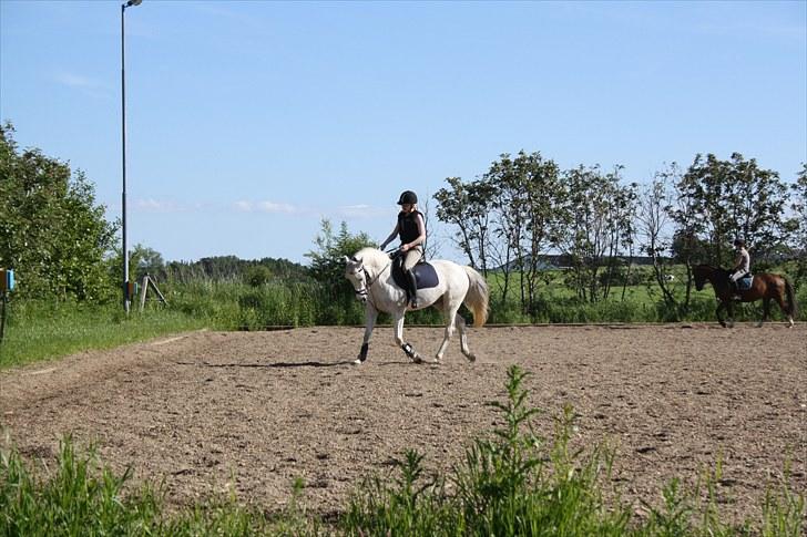 Anden særlig race Bob - Syntes han har en flot hals... billede 8
