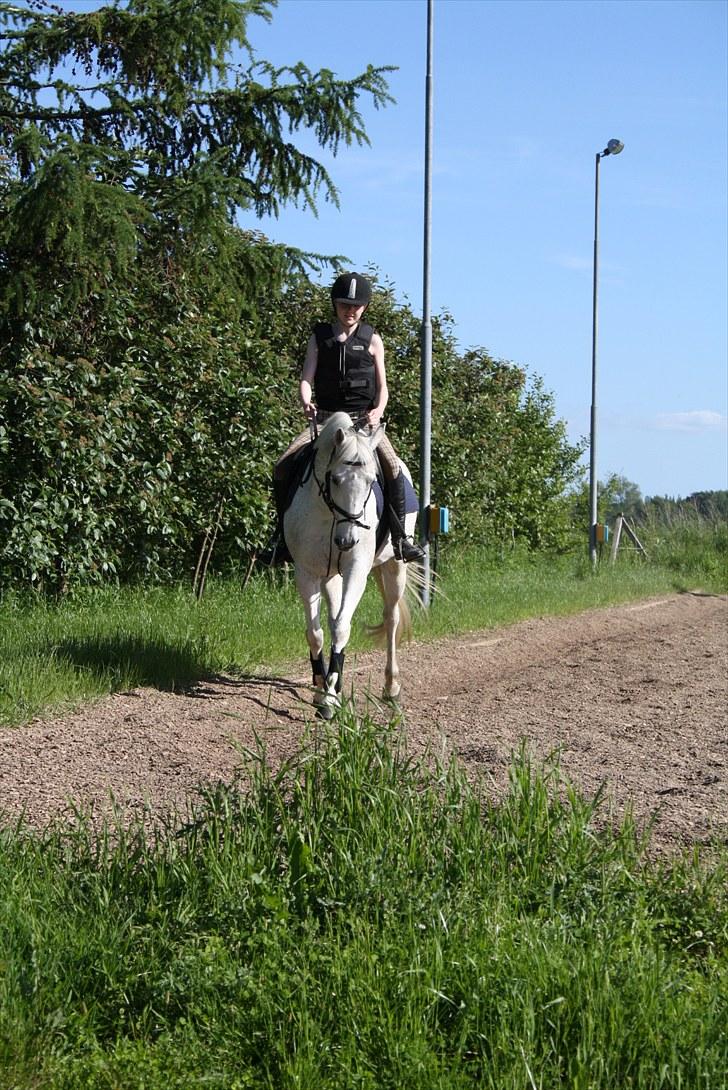 Anden særlig race Bob - I Love You! billede 9