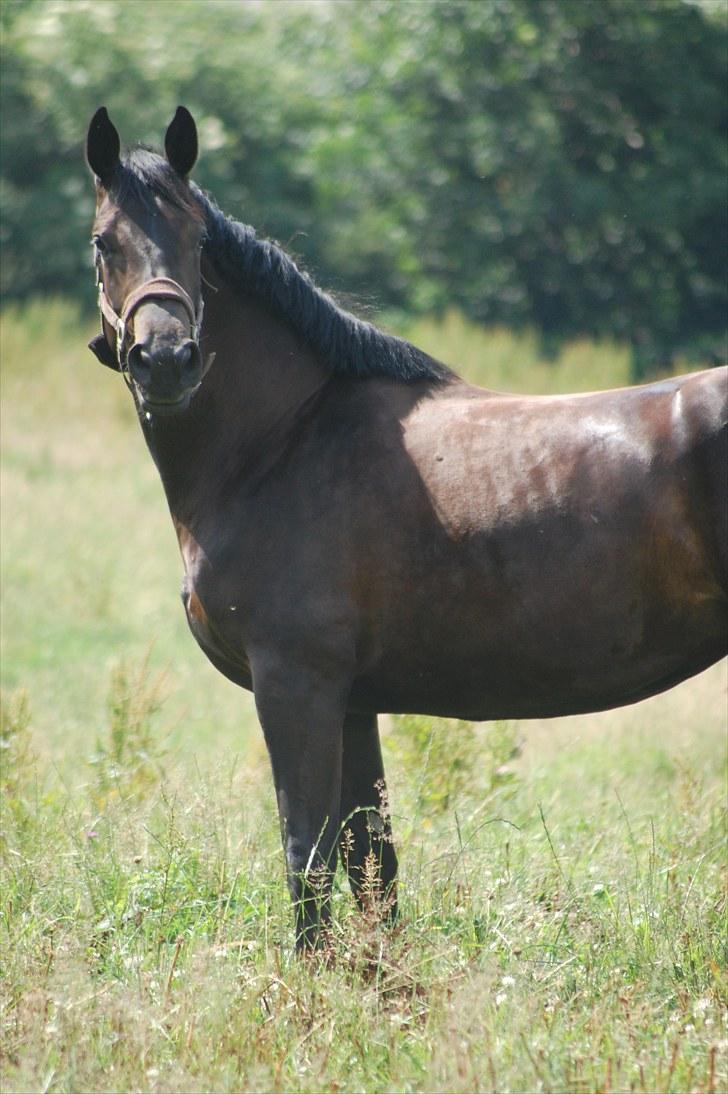 Dansk Varmblod DENISE billede 3